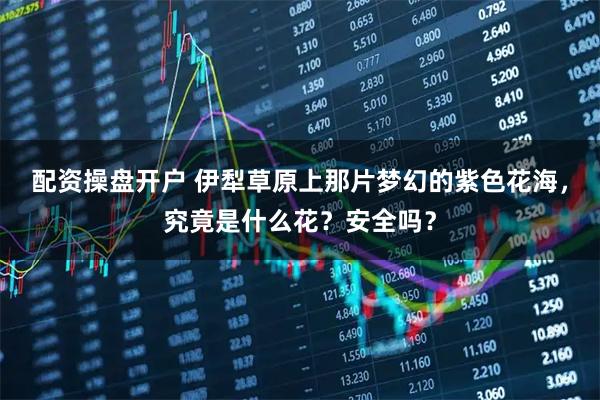 配资操盘开户 伊犁草原上那片梦幻的紫色花海，究竟是什么花？安全吗？