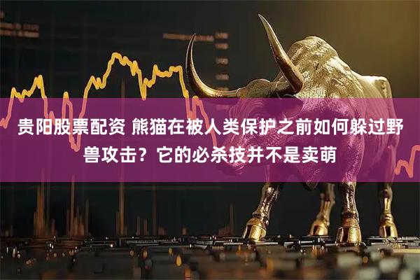 贵阳股票配资 熊猫在被人类保护之前如何躲过野兽攻击？它的必杀技并不是卖萌